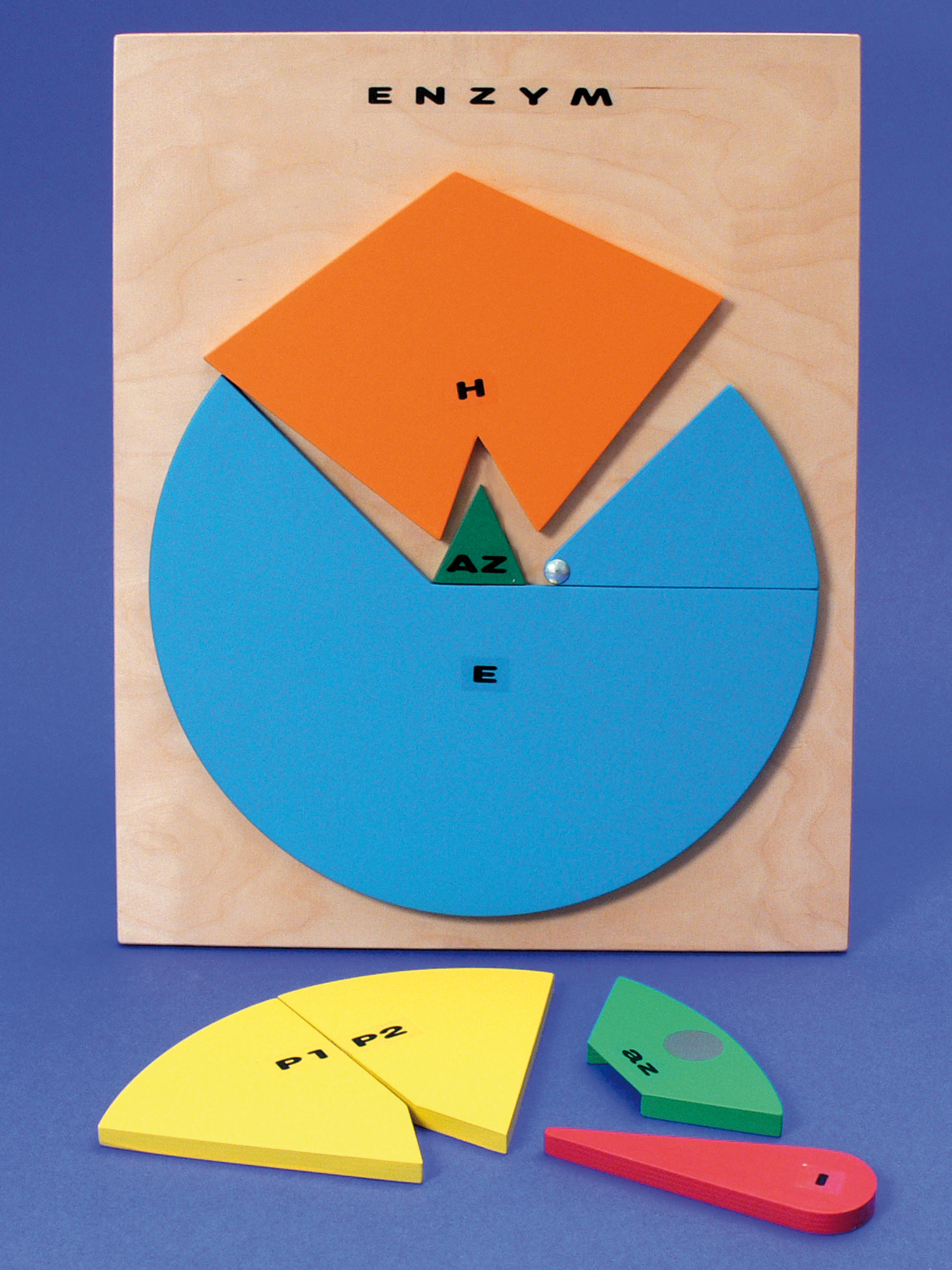 Das Enzymmodell Lms Lehrmittel Service H Spath Gmbh